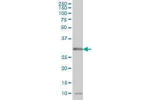 MPG antibody  (AA 1-90)