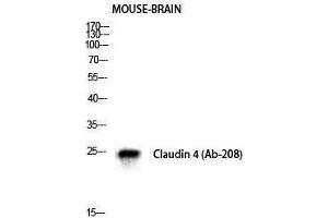 Western Blotting (WB) image for anti-Claudin 4 (CLDN4) (Ser255) antibody (ABIN3174425) (Claudin 4 antibody  (Ser255))