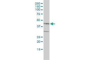 BGN monoclonal antibody (M01), clone 4E1-1G7 Western Blot analysis of BGN expression in HepG2 . (Biglycan antibody  (AA 1-368))