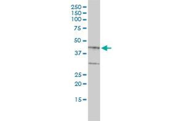 Biglycan antibody  (AA 1-368)