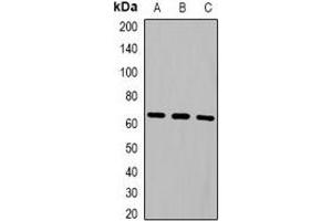 Western blot analysis of NOP56 expression in HepG2 (A), Hela (B), A549 (C) whole cell lysates.