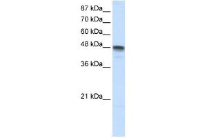 RBMS3 antibody used at 1.