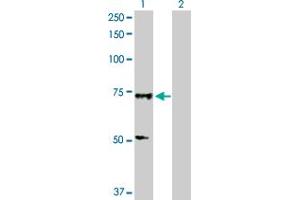 Western Blot analysis of SOX13 expression in transfected 293T cell line by SOX13 MaxPab polyclonal antibody.