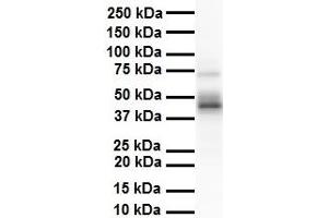 WB Suggested Anti-ENO3 antibody Titration: 1 ug/mL Sample Type: Human heart (ENO3 antibody  (N-Term))