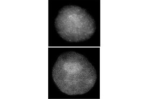Histone H3 antibody (mAb) (Clone 1C8B2) tested by immunofluorescence. (Histone 3 antibody  (AA 1-19))