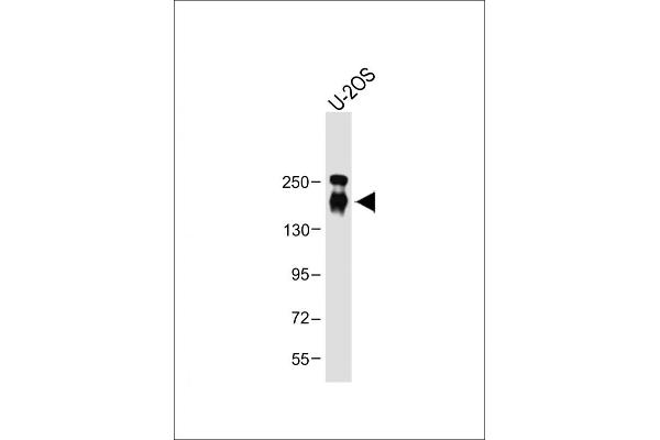 CD163L1 antibody  (C-Term)
