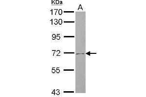 WB Image Sample (30 ug of whole cell lysate) A: U87-MG 7. (SLC4A8 antibody  (N-Term))