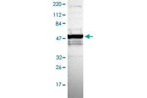 Western blot analysis of Human cell line RT-4 with ZNF764 polyclonal antibody .