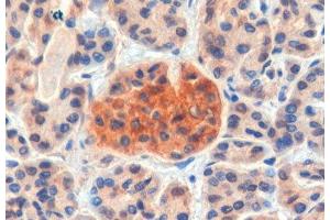 ABIN2561634 (4µg/ml) staining of paraffin embedded Human Pancreas. (CCKBR antibody  (Internal Region))
