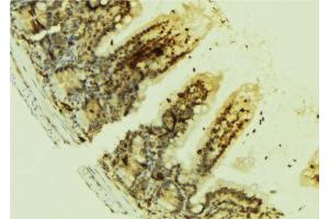 ABIN6269074 at 1/100 staining Mouse colon tissue by IHC-P. (EGFR antibody  (Internal Region))