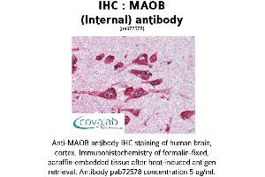 Image no. 1 for anti-Monoamine Oxidase B (MAOB) (Internal Region) antibody (ABIN1736693) (Monoamine Oxidase B antibody  (Internal Region))