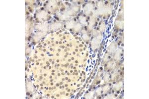 Immunohistochemistry of paraffin-embedded rat pancreas using PAWR Antibody (ABIN1874043) at dilution of 1:200 (40x lens).