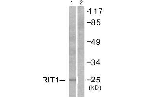 Western Blotting (WB) image for anti-Ras-Like Without CAAX 1 (RIT1) (C-Term) antibody (ABIN1848765) (RIT1 antibody  (C-Term))