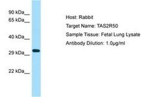 Image no. 1 for anti-Taste Receptor, Type 2, Member 50 (TAS2R50) (AA 187-236) antibody (ABIN6750078) (TAS2R50 antibody  (AA 187-236))