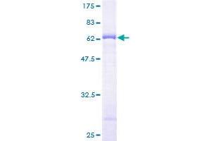 Image no. 1 for Bystin-Like (BYSL) (AA 1-324) protein (GST tag) (ABIN1347004) (Bystin-Like Protein (BYSL) (AA 1-324) (GST tag))