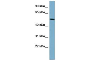 WB Suggested Anti-PRPH Antibody Titration: 0. (Peripherin antibody  (Middle Region))