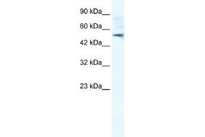 SMPDL3B antibody used at 1 ug/ml to detect target protein. (SMPDL3B antibody  (N-Term))