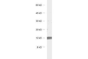 dilution: 1 : 1000, sample: rat brain homogenate (MT3 antibody)