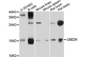 Western blot analysis of extracts of various cell lines, using UBE2N antibody (ABIN5999134) at 1/1000 dilution. (UBE2N antibody)
