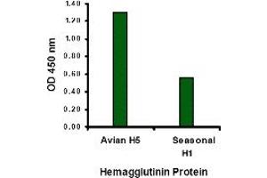 Image no. 2 for anti-Hemagglutinin antibody (Influenza A Virus H5N1) (N-Term) (ABIN1031254)