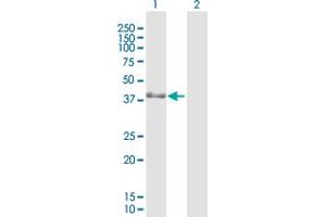 Western Blot analysis of PBK expression in transfected 293T cell line by PBK MaxPab polyclonal antibody. (PBK antibody  (AA 1-322))