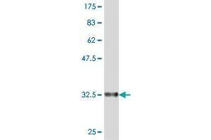Western Blot detection against Immunogen (36. (INMT antibody  (AA 174-263))