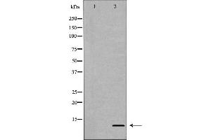 Western blot analysis of extracts of HeLa  using H4R3 me2a antibody. (Histone H4 antibody  (meArg3))
