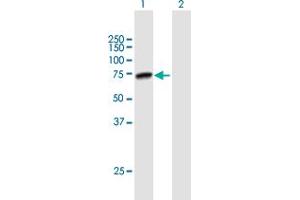 Western Blot analysis of PRMT5 expression in transfected 293T cell line by PRMT5 MaxPab polyclonal antibody. (PRMT5 antibody  (AA 1-637))