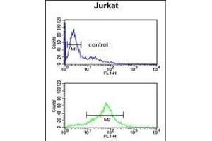 SOD1 Antibody (Center) (ABIN652681 and ABIN2842453) flow cytometric analysis of Jurkat cells (bottom histogram) compared to a negative control cell (top histogram). (SOD1 antibody  (AA 55-84))