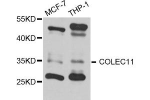 Western blot analysis of extracts of various cell lines, using COLEC11 antibody (ABIN5972860) at 1/1000 dilution.