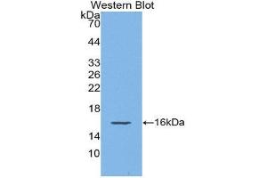 Western Blotting (WB) image for anti-gamma-Interferon-Induced Monokine (CXCL9) (AA 22-126) antibody (ABIN1859827) (CXCL9 antibody  (AA 22-126))
