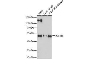 Immunoprecipitation analysis of 200 μg extracts of Jurkat cells, using 3 μg POLR1E antibody (ABIN6131099, ABIN6145912, ABIN6145913 and ABIN6216434). (POLR1E antibody  (AA 1-419))