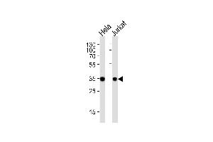 Western blot analysis of lysates from Hela, Jurkat cell line (from left to right), using FRG1 Antibody at 1:1000 at each lane.