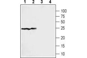 Western blot analysis of rat (lanes 1 and 3) and mouse (lanes 2 and 4) liver membranes: - 1,2.