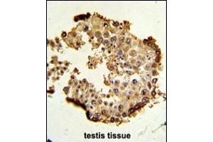 Formalin-fixed and paraffin-embedded human testis tissue reacted with HSP90AB1 Antibody (Center), which was peroxidase-conjugated to the secondary antibody, followed by DAB staining. (HSP90AB1 antibody  (AA 438-465))