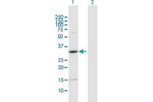 Western Blot analysis of PRKAG1 expression in transfected 293T cell line by PRKAG1 MaxPab polyclonal antibody. (PRKAG1 antibody  (AA 1-247))