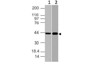 Image no. 1 for anti-Nuclear Factor of kappa Light Polypeptide Gene Enhancer in B-Cells Inhibitor-Like 1 (NFKBIL1) (AA 150-360) antibody (ABIN5027392) (NFKBIL1 antibody  (AA 150-360))