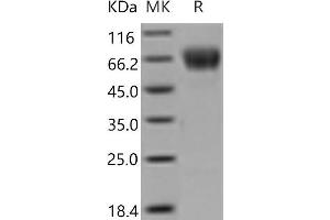 CLEC4F Protein