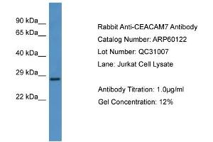 WB Suggested Anti-CEACAM7  Antibody Titration: 0. (CEACAM7 antibody  (N-Term))