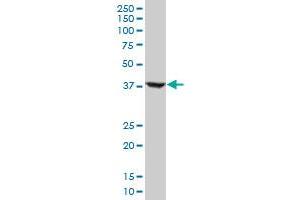 RNF2 monoclonal antibody (M05), clone 2B6. (RNF2 antibody  (AA 192-290))