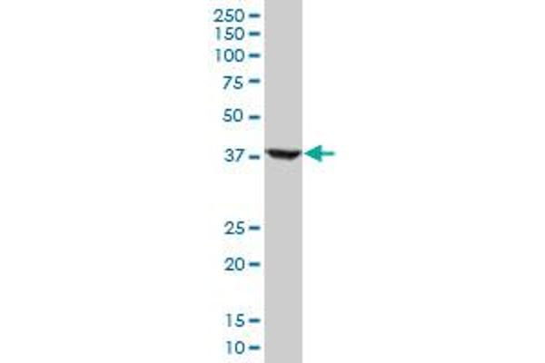 RNF2 antibody  (AA 192-290)