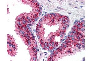 Anti-cIAP1 antibody IHC of human prostate. (BIRC2 antibody  (C-Term))