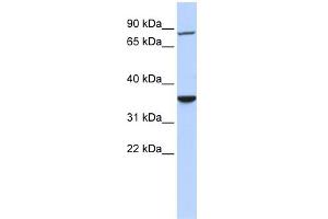 WB Suggested Anti-RNF207 Antibody Titration:  0. (RNF207 antibody  (N-Term))