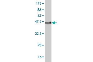 Western Blot detection against Immunogen (37. (ZNF12 antibody  (AA 69-175))