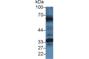 Detection of HJV in Mouse Heart lysate using Polyclonal Antibody to Hemojuvelin (HJV) (HFE2 antibody  (AA 41-386))