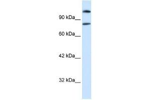 SREBF2 antibody (70R-10518) used at 1 ug/ml to detect target protein. (SREBF2 antibody  (Middle Region))