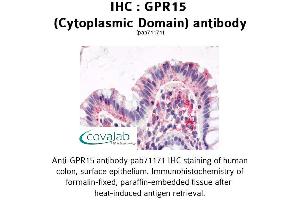 Image no. 1 for anti-G Protein-Coupled Receptor 15 (GPR15) (1st Cytoplasmic Domain) antibody (ABIN1734957) (GPR15 antibody  (1st Cytoplasmic Domain))