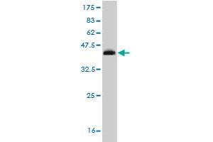 Western Blot detection against Immunogen (35. (RORB antibody  (AA 136-224))