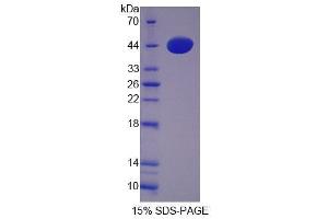 SDS-PAGE analysis of Mouse CTSW Protein.