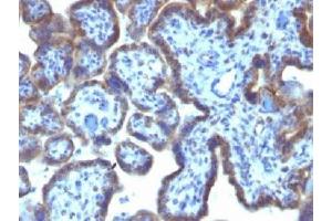 IHC testing of FFPE human placenta with MAML3 antibody (clone MAML3/1303). (MAML3 antibody)